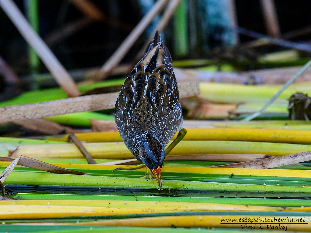 Spotted Crake